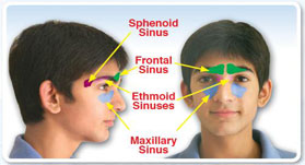 sinus locations
