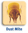 dustmite_usa