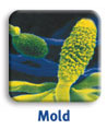 mold_usa